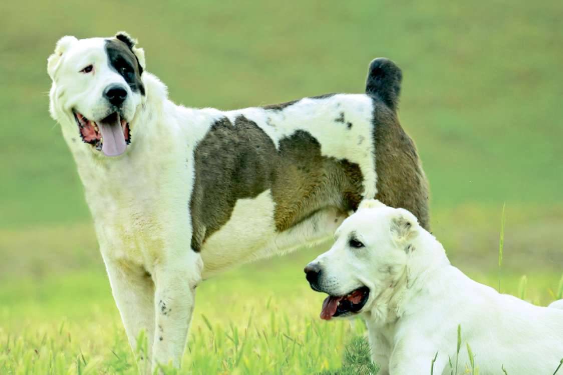 https://dogsblog-20f98.kxcdn.com/1711474279825.webp