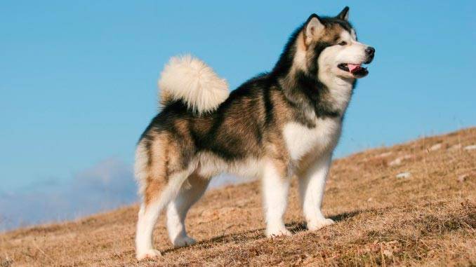 https://dogsblog-20f98.kxcdn.com/1711474452336.webp