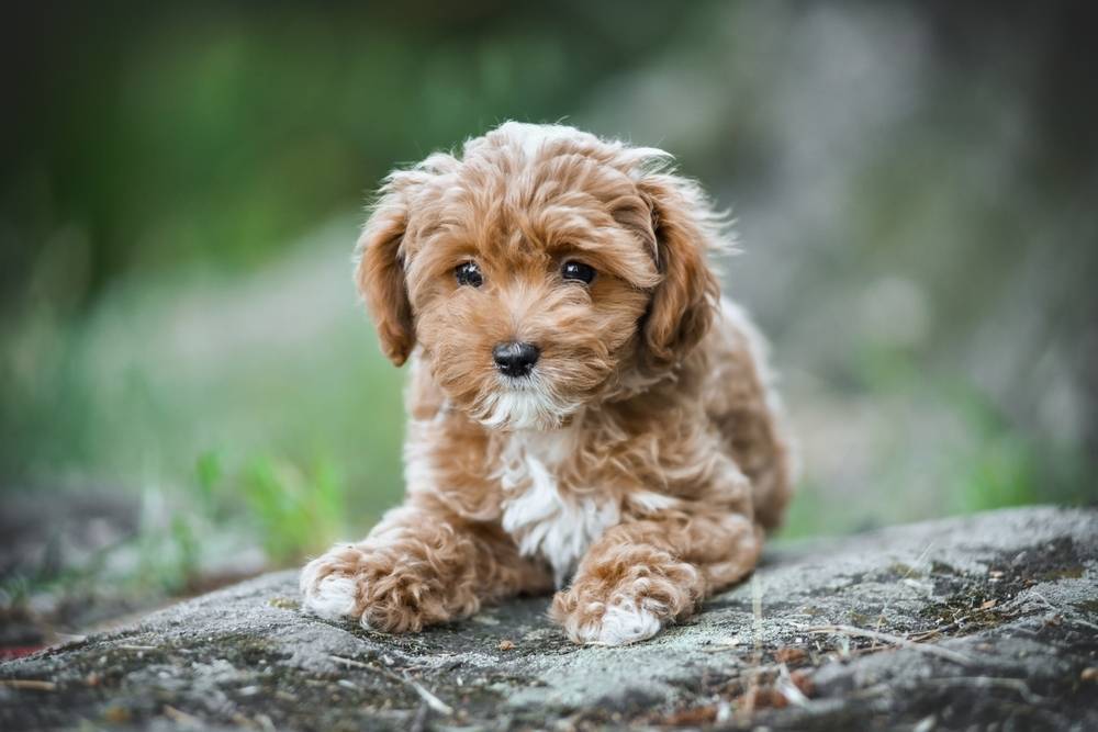 https://dogsblog-20f98.kxcdn.com/1711540466470.webp