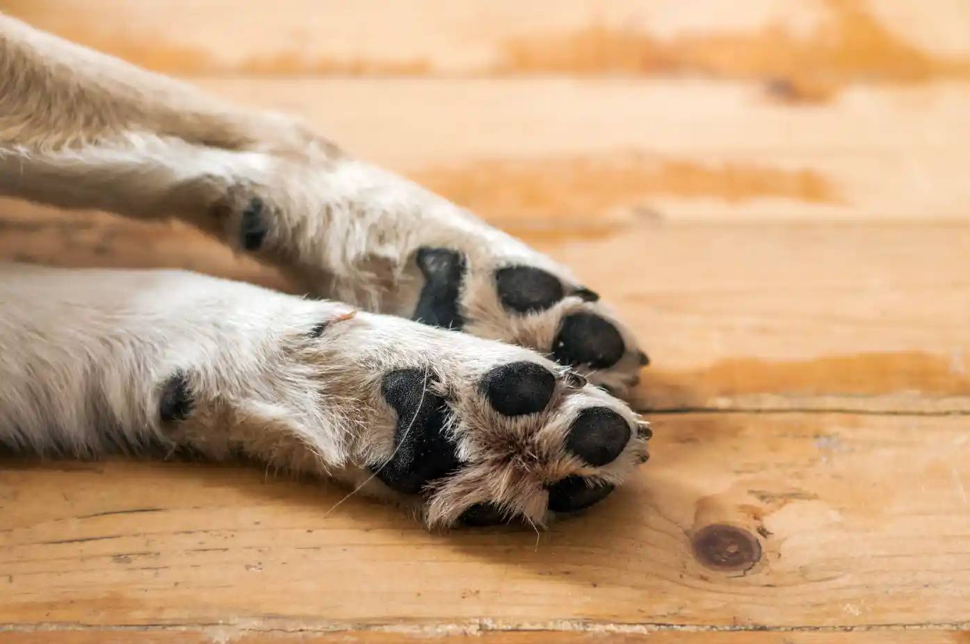 https://dogsblog-20f98.kxcdn.com/1714400028709.webp