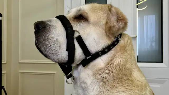 https://dogsblog-20f98.kxcdn.com/1716740549302.webp