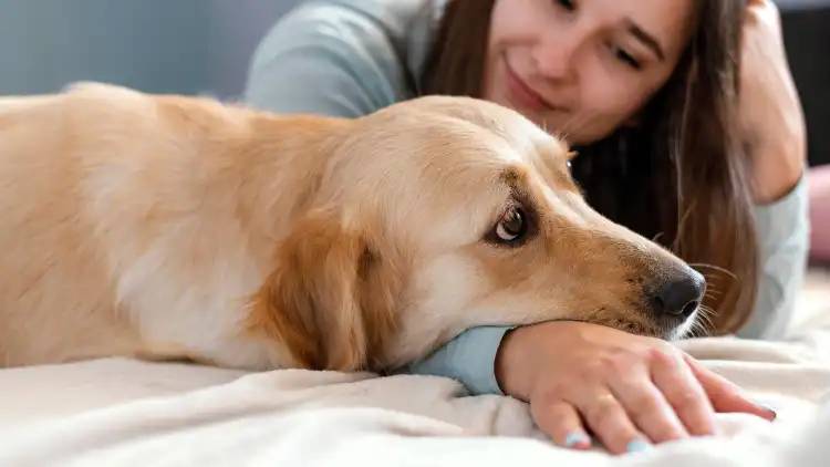 https://dogsblog-20f98.kxcdn.com/1719937556565.webp