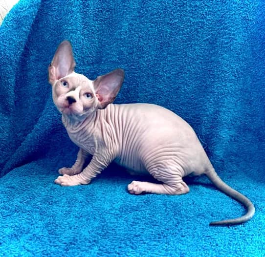 carousel-image-mobile-2