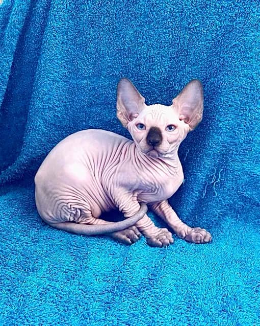 carousel-image-mobile-4