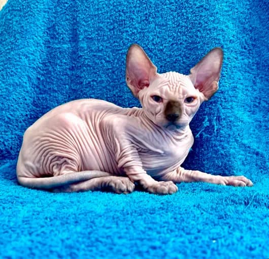 carousel-image-mobile-6