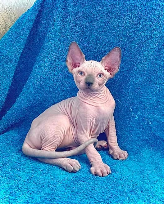 carousel-image-mobile-2