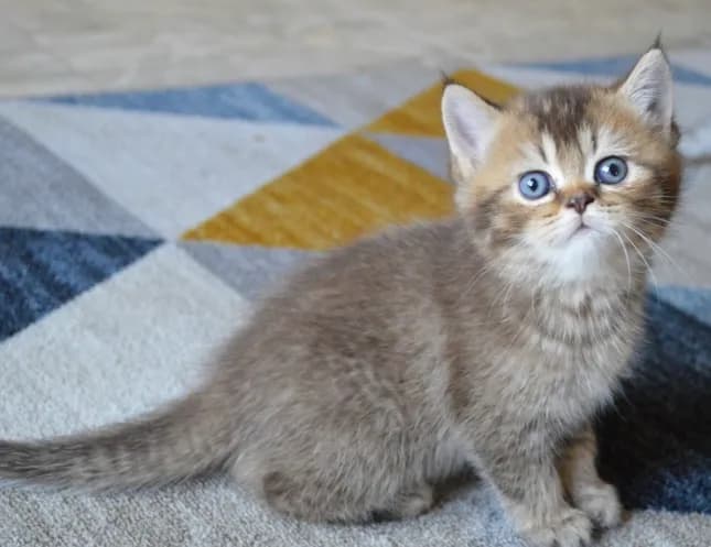 carousel-image-mobile-1