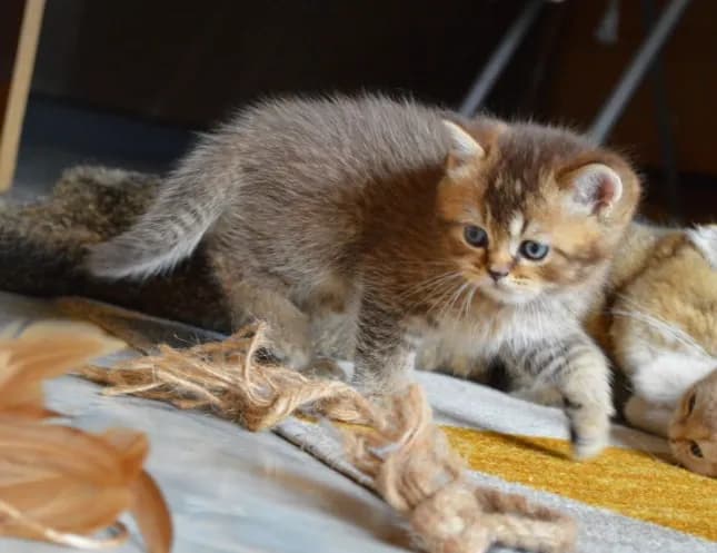 carousel-image-mobile-4