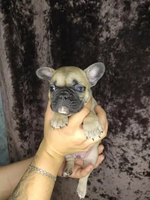 carousel-image-mobile-1