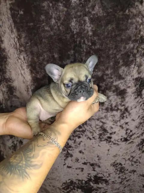 carousel-image-mobile-2