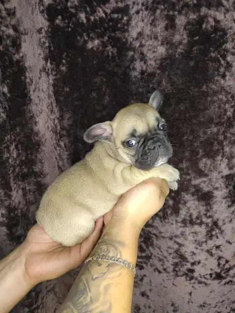 carousel-image-mobile-4