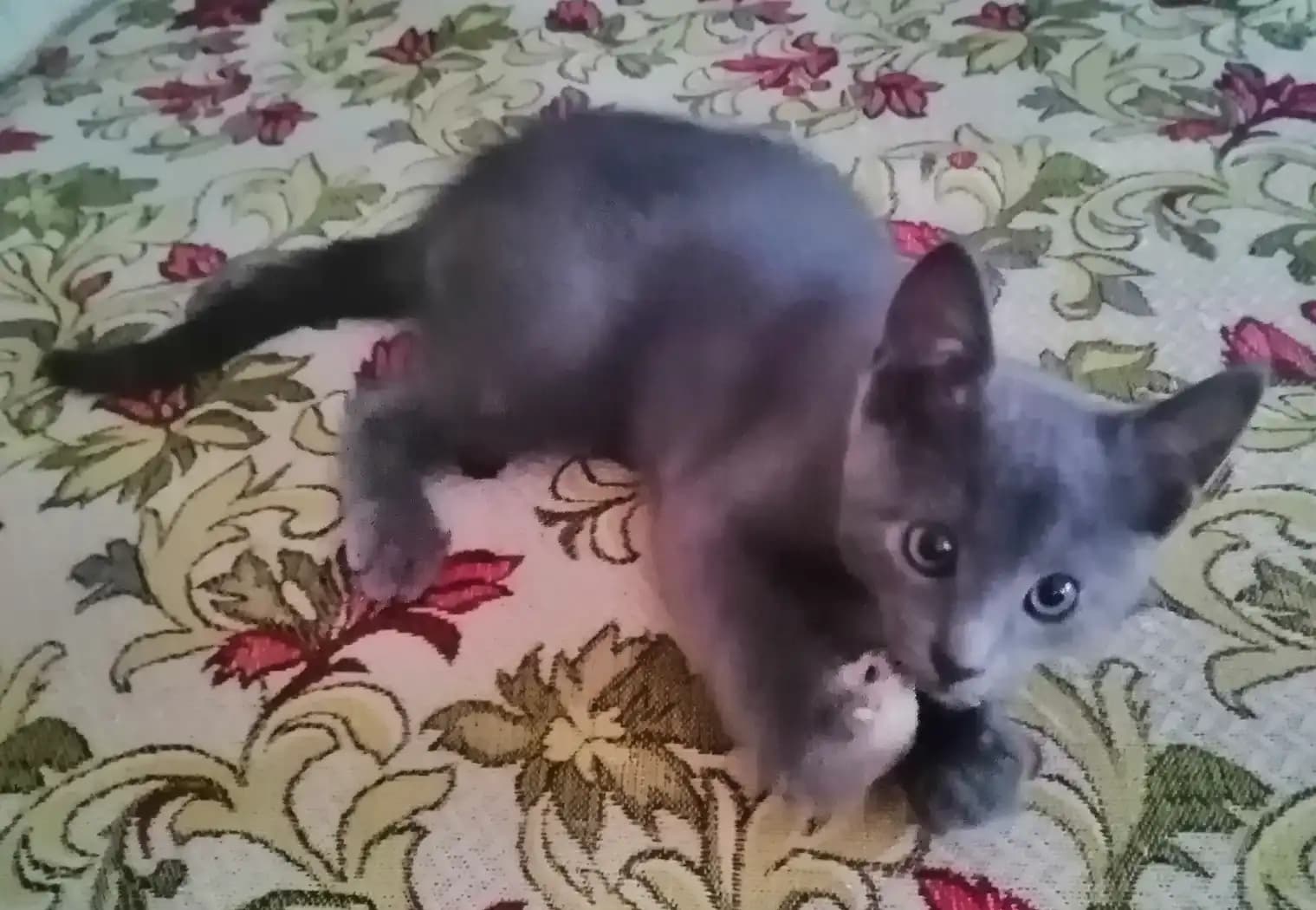 carousel-image-mobile-2