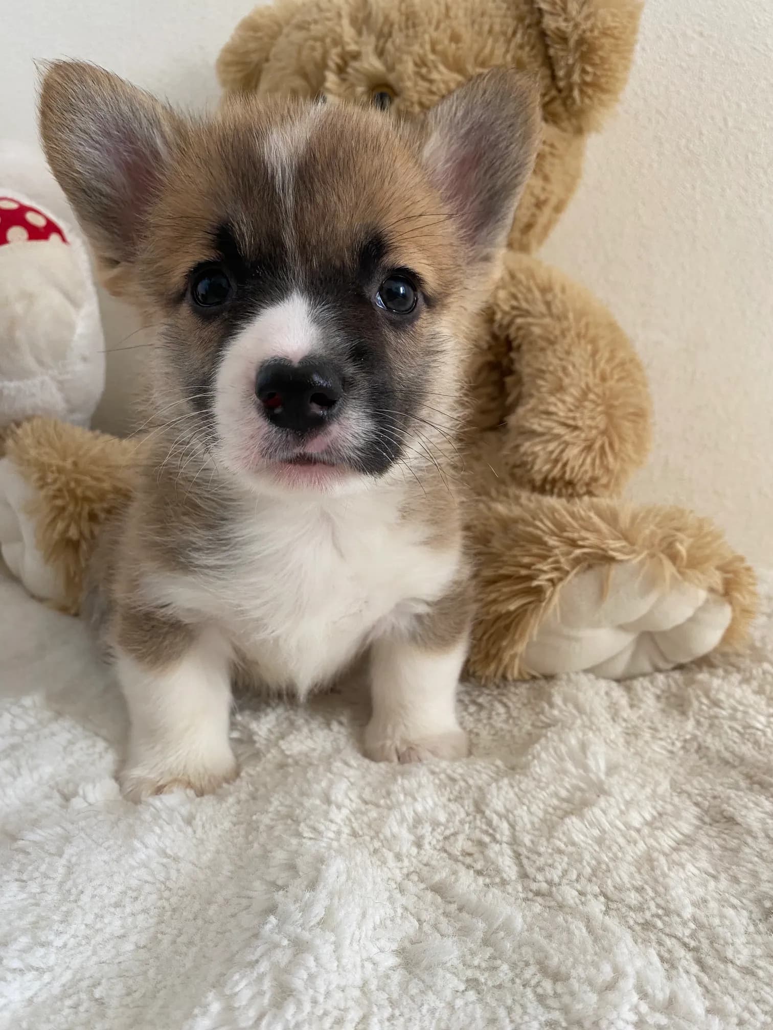 carousel-image-mobile-1