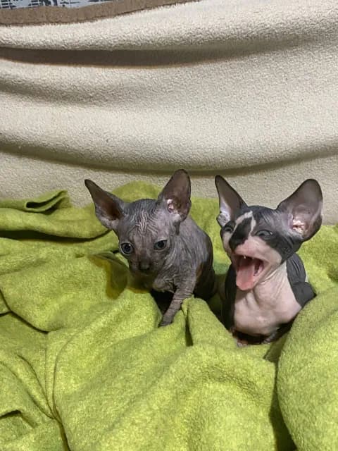 carousel-image-mobile-2