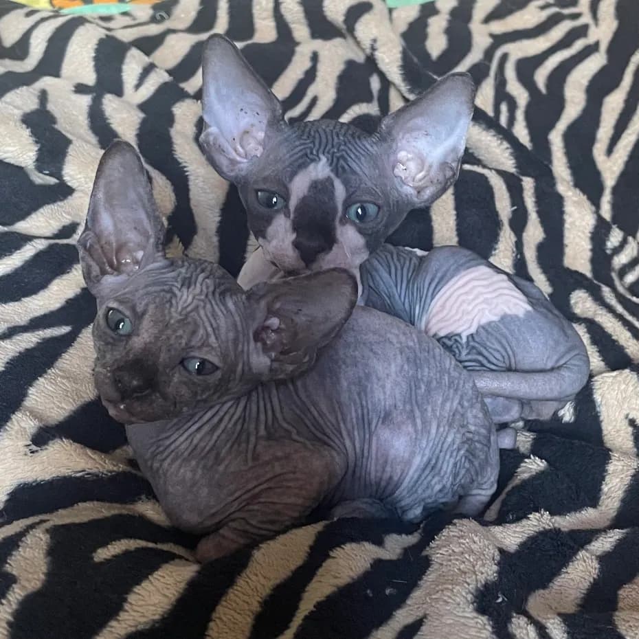 carousel-image-mobile-4