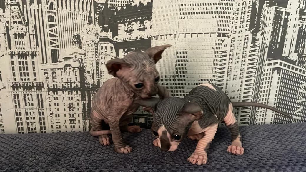 carousel-image-mobile-6