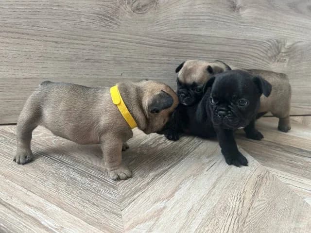 carousel-image-mobile-1