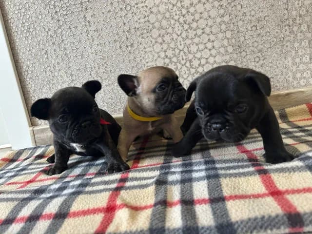 carousel-image-mobile-2