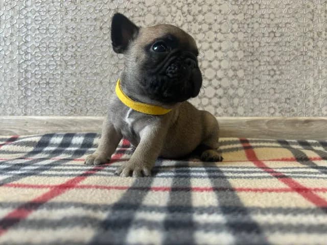 carousel-image-mobile-4