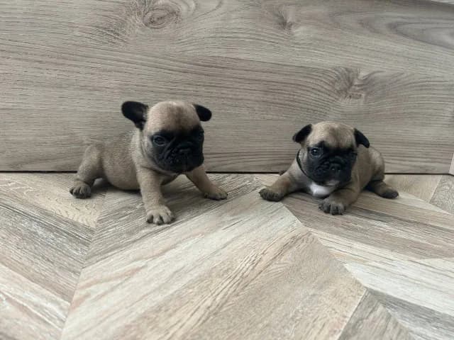 carousel-image-mobile-5