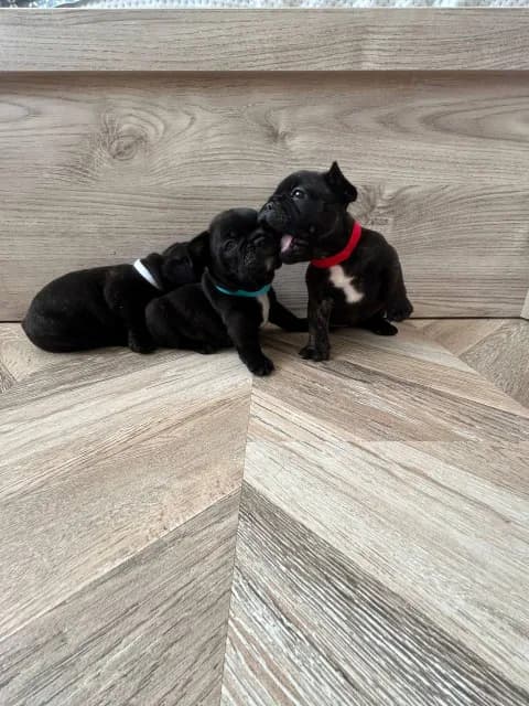 carousel-image-mobile-6