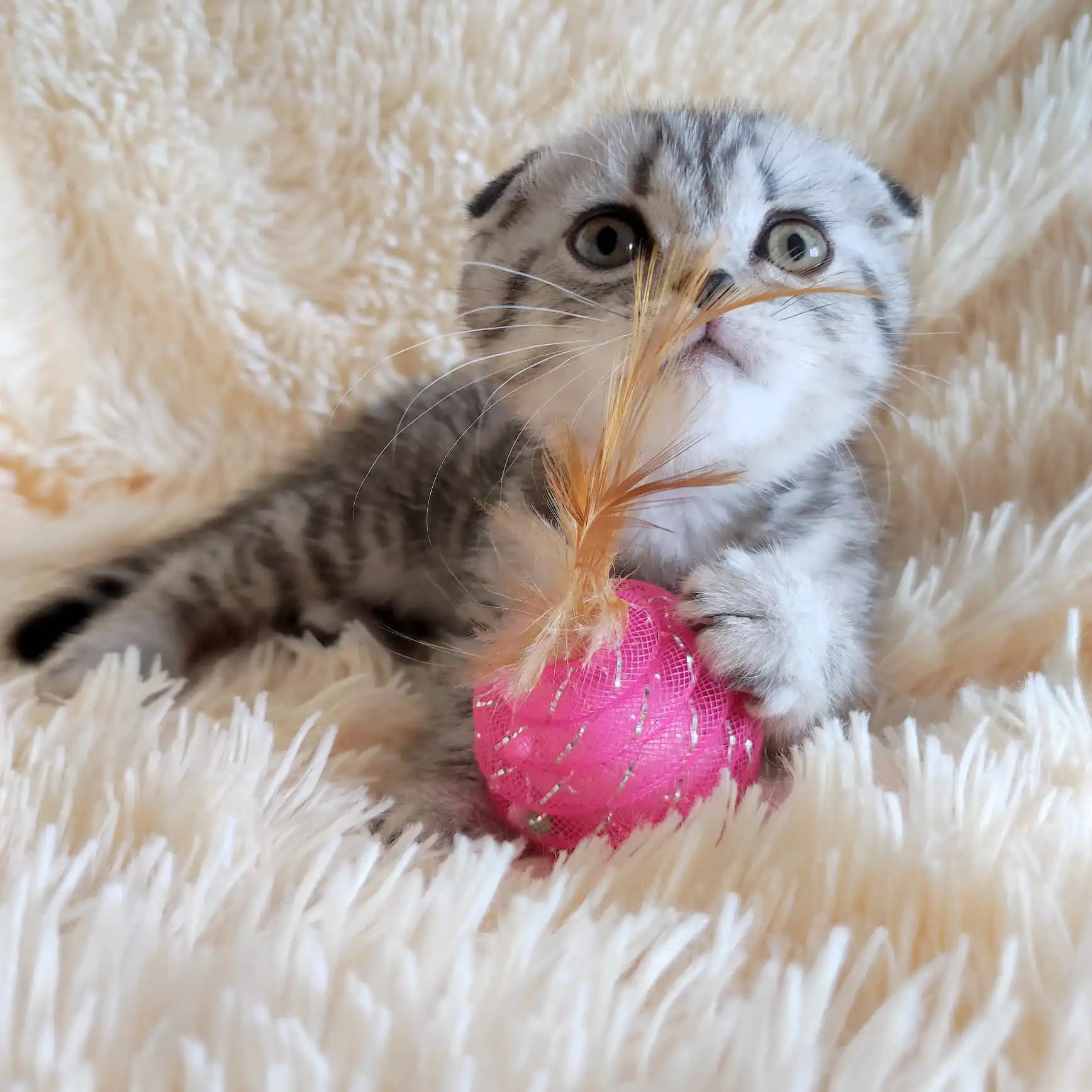 carousel-image-mobile-1