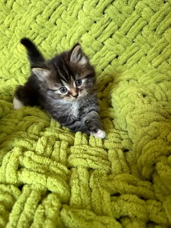 carousel-image-mobile-2