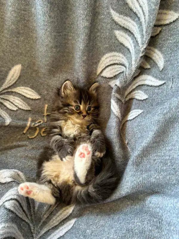 carousel-image-mobile-9