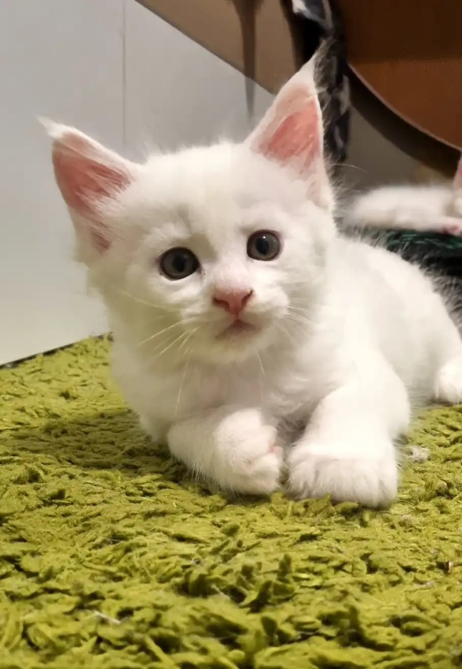 carousel-image-mobile-2