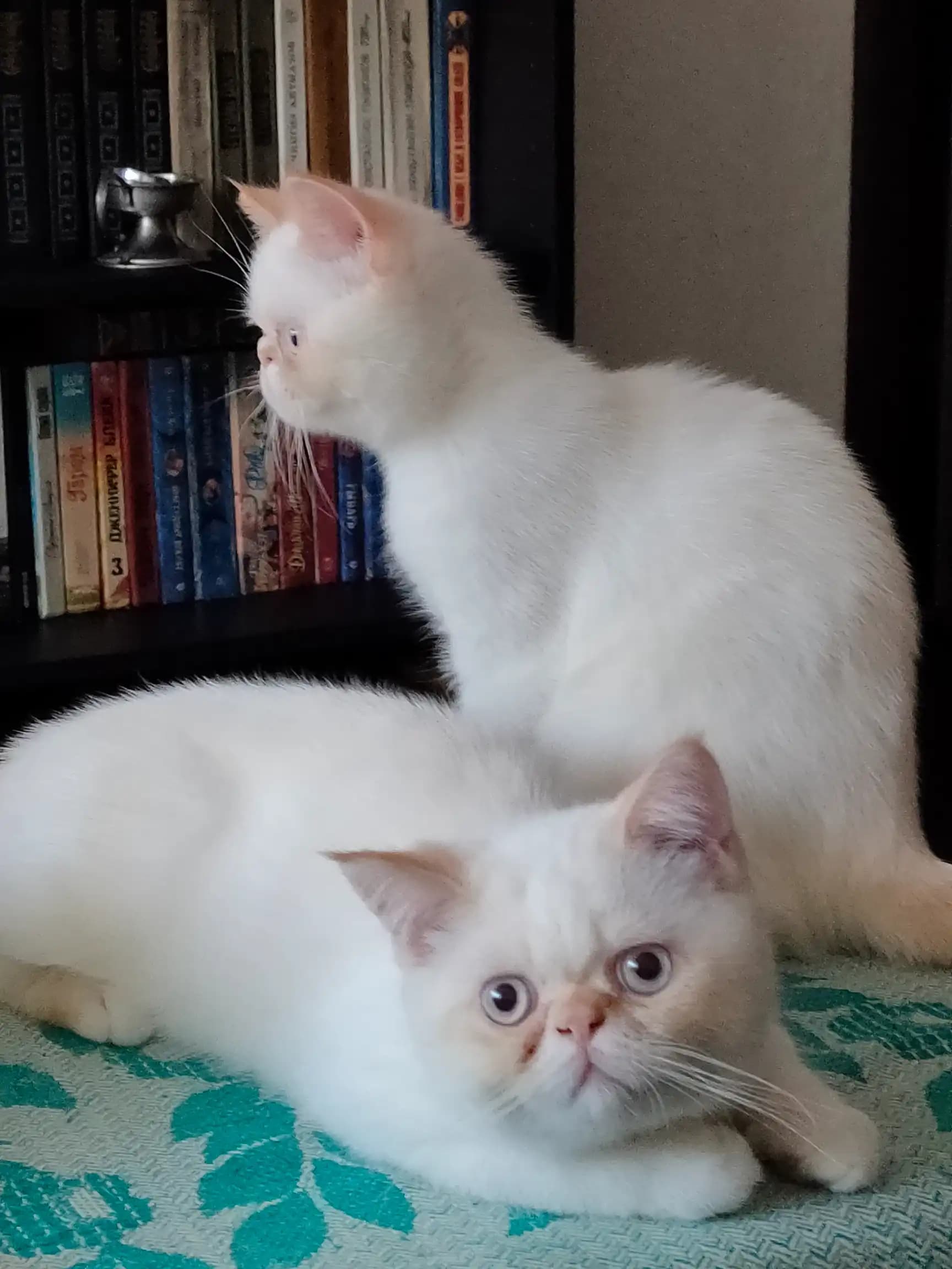 carousel-image-mobile-1