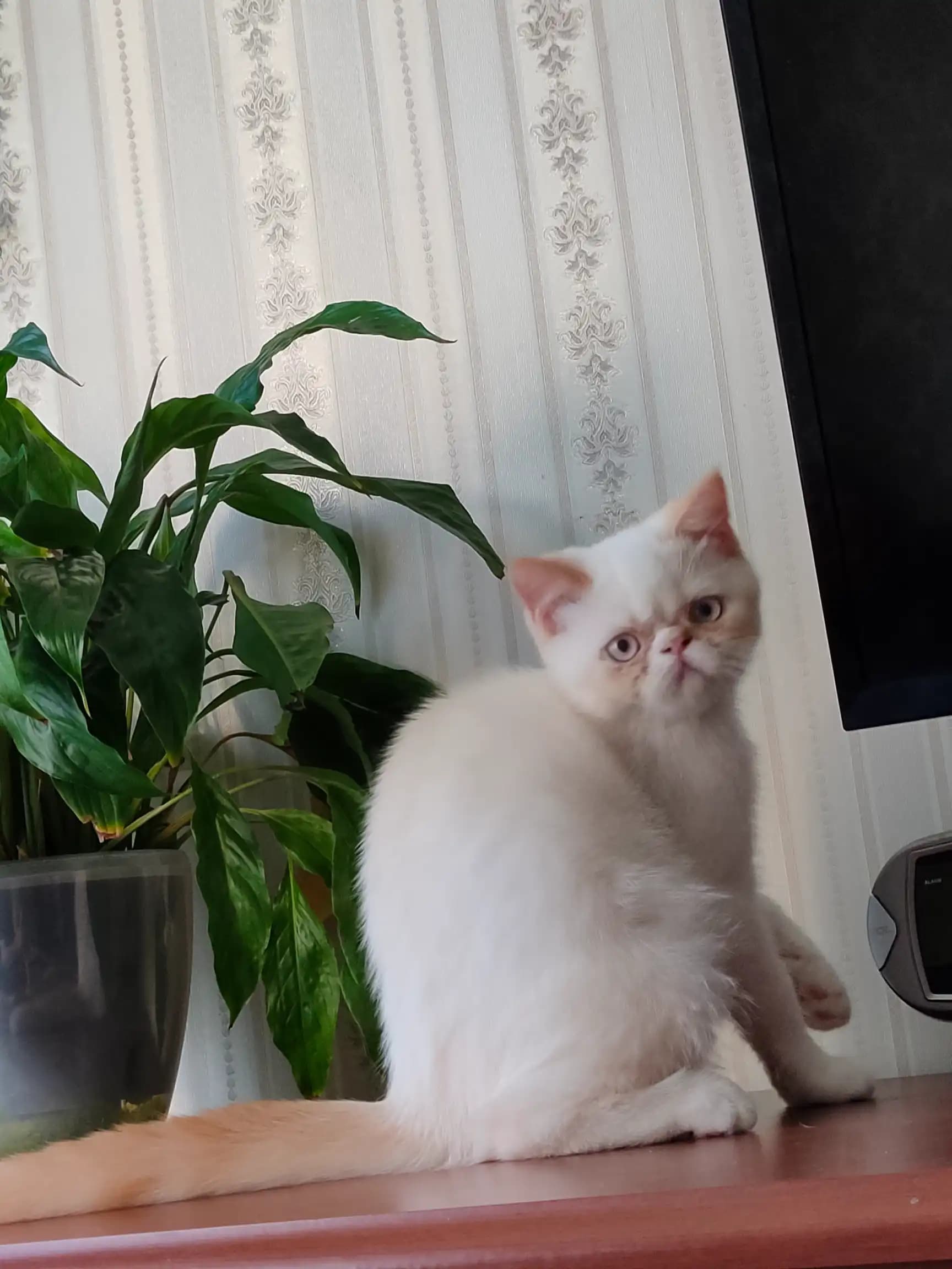 carousel-image-mobile-2