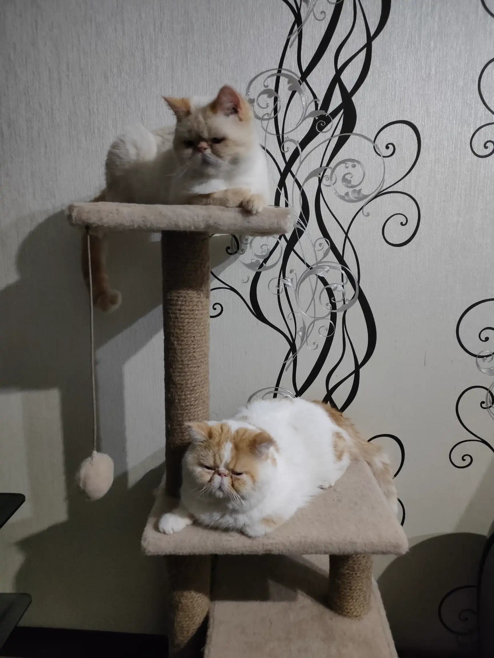 carousel-image-mobile-6