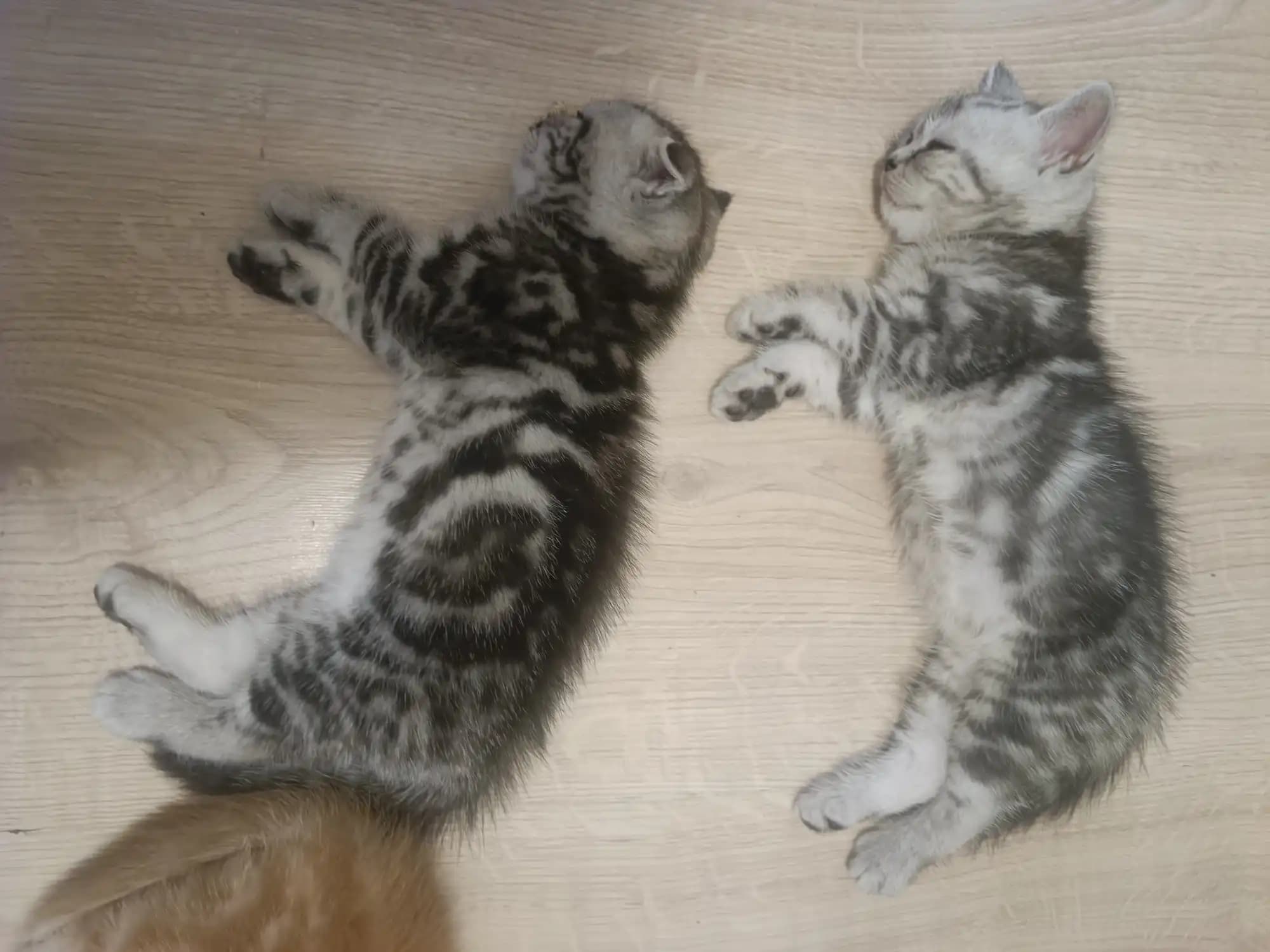 carousel-image-mobile-2