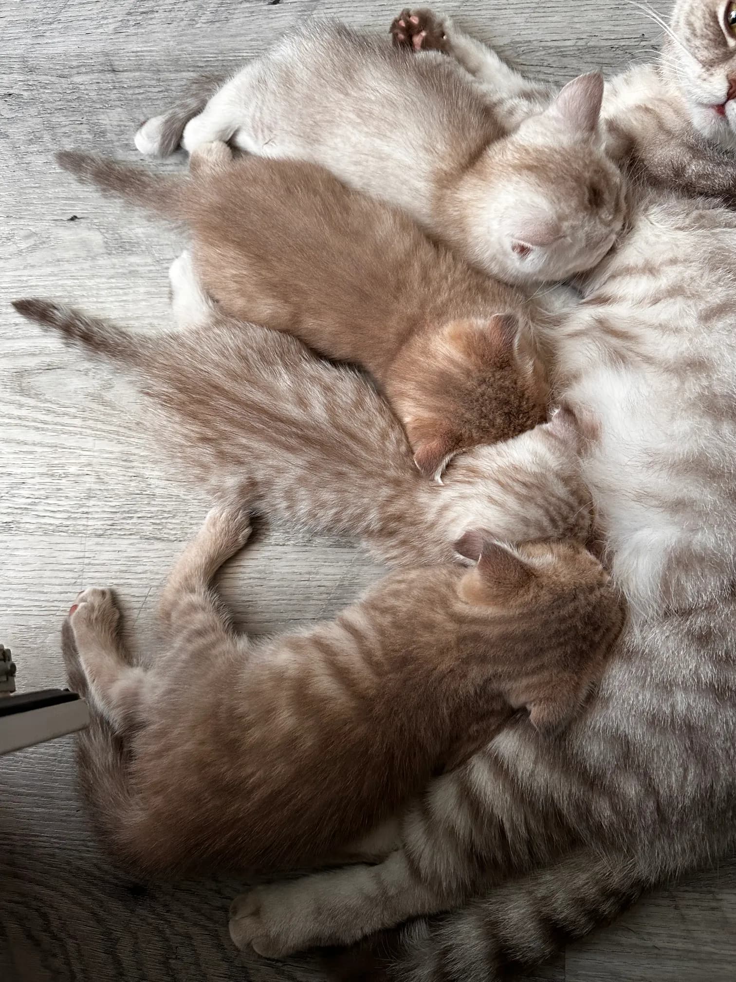 carousel-image-mobile-6