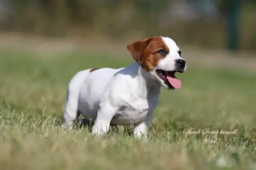 carousel-image-mobile-1