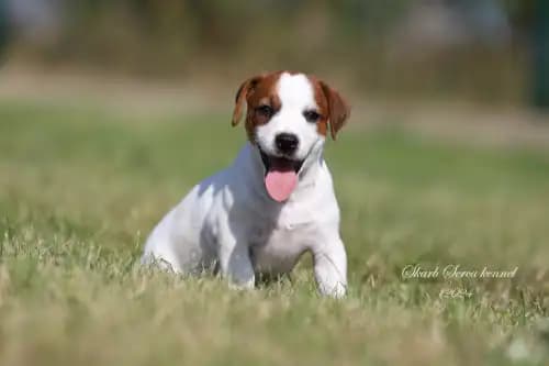 carousel-image-mobile-2