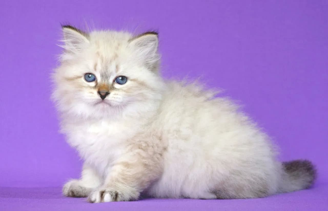 carousel-image-mobile-1