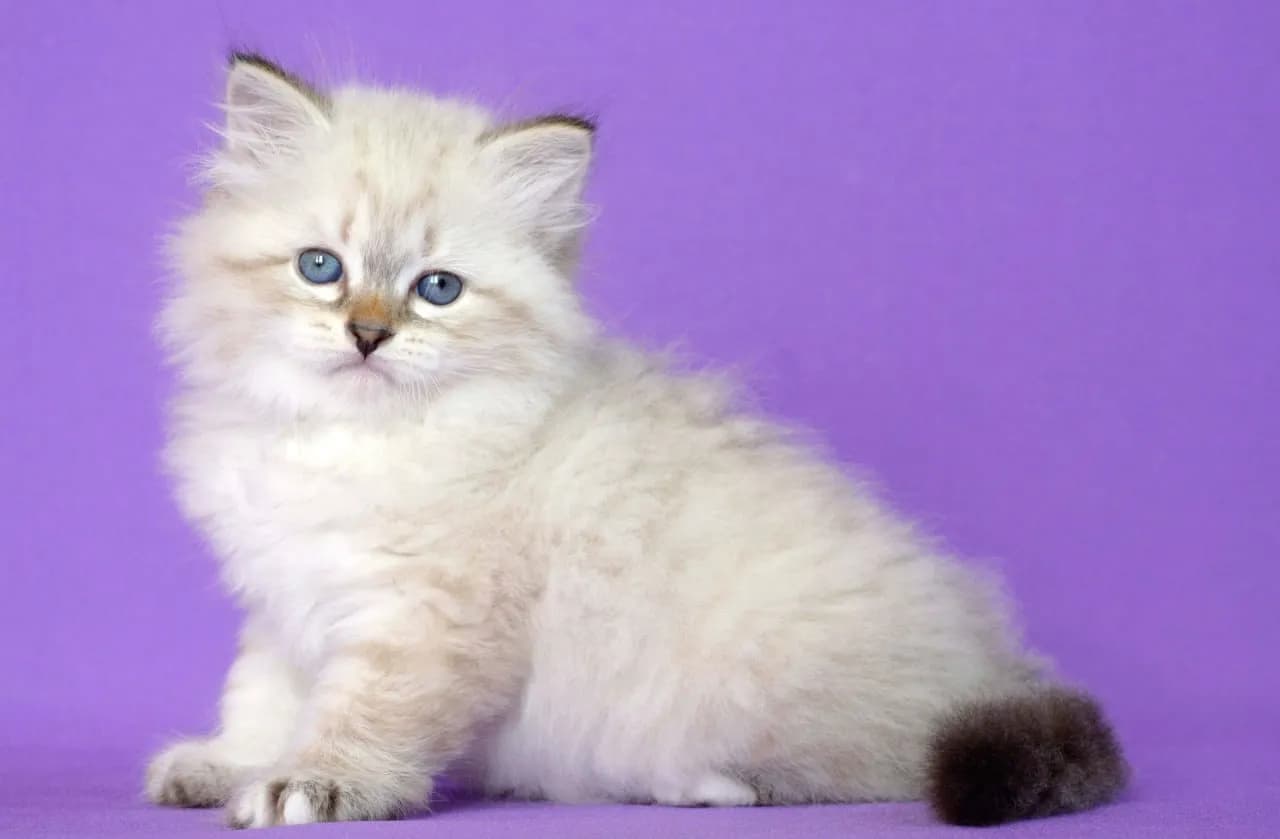 carousel-image-mobile-2