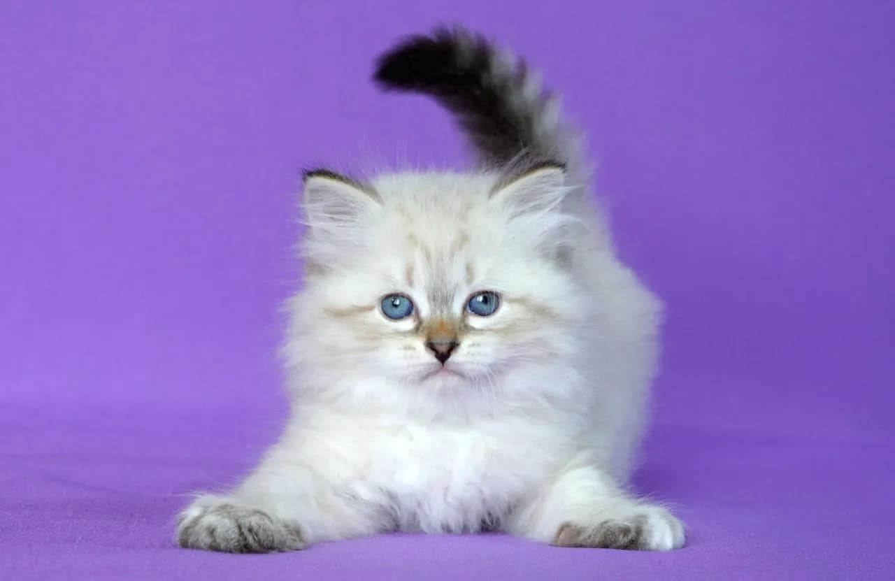 carousel-image-mobile-3