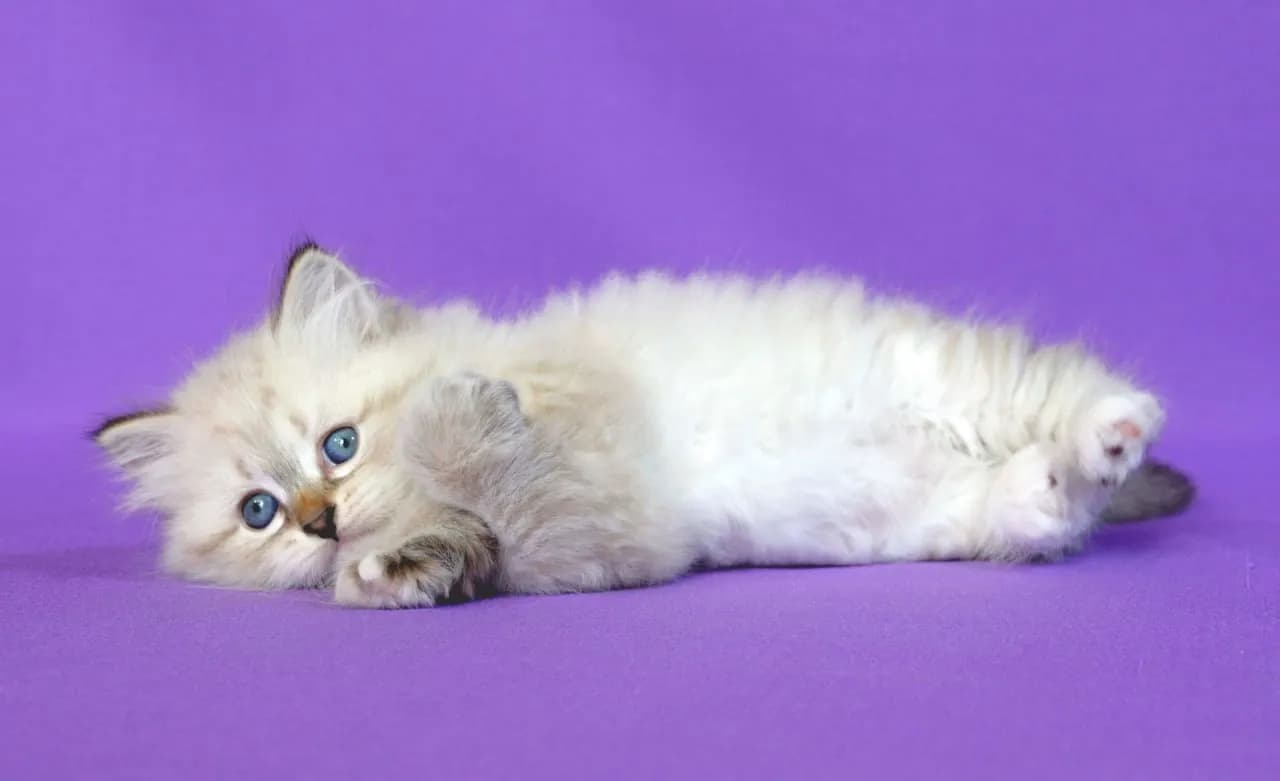 carousel-image-mobile-4