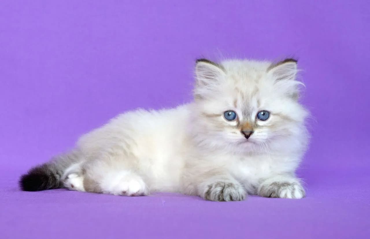 carousel-image-mobile-5