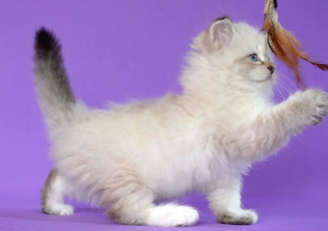 carousel-image-mobile-6