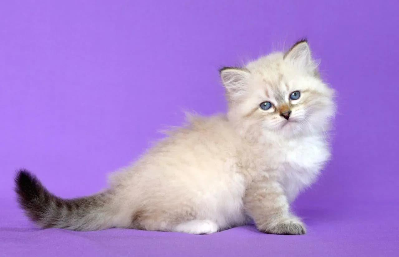 carousel-image-mobile-8