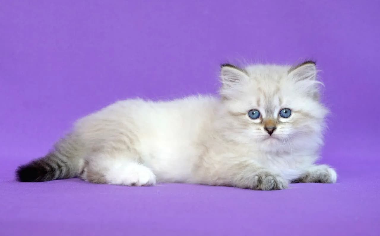 carousel-image-mobile-9