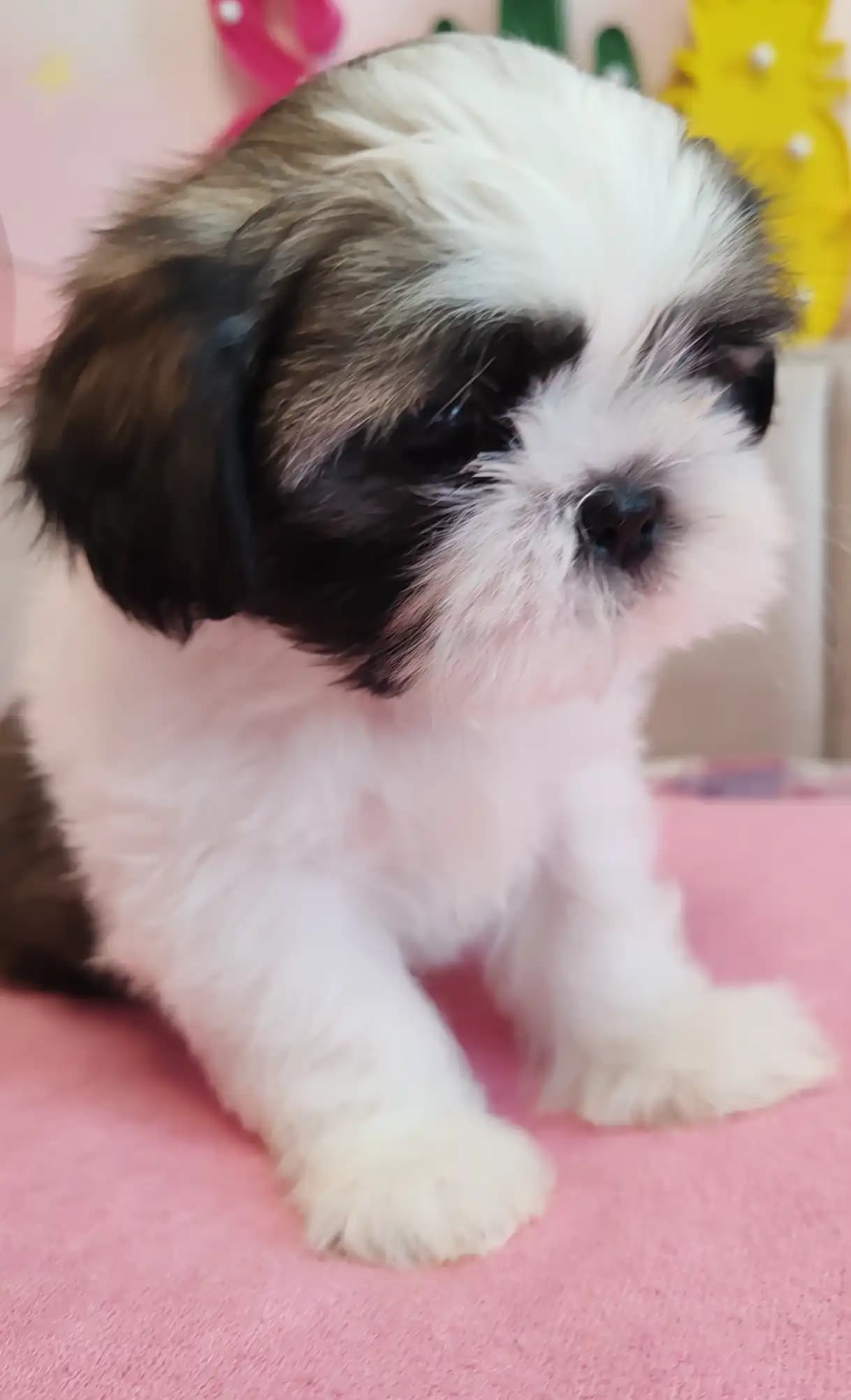 carousel-image-mobile-6