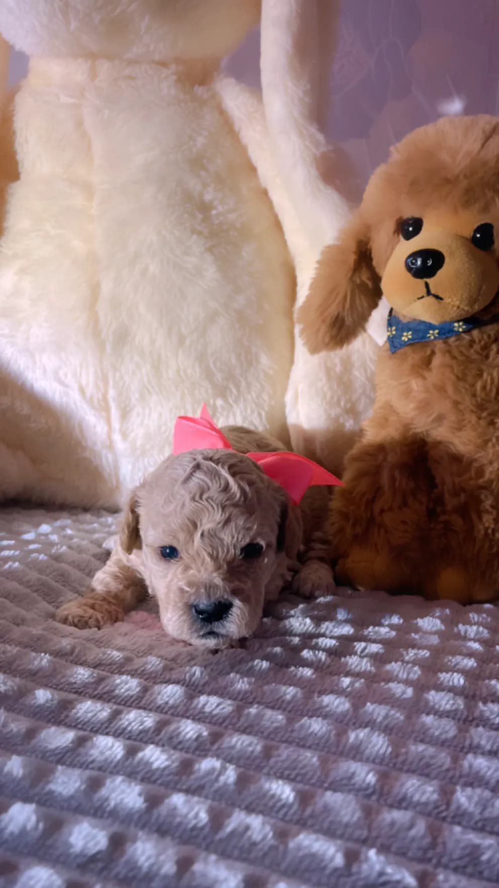 carousel-image-mobile-3