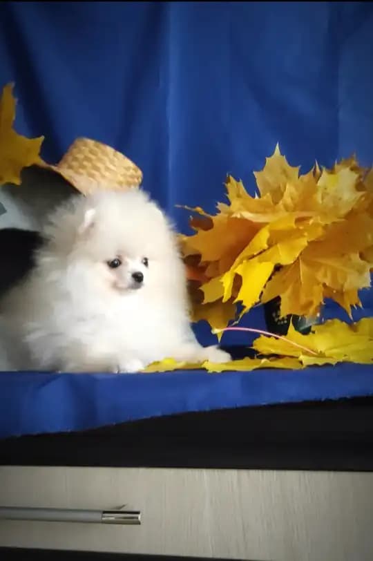 carousel-image-mobile-2