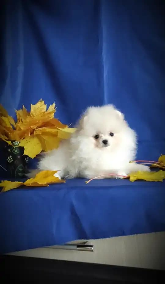 carousel-image-mobile-4