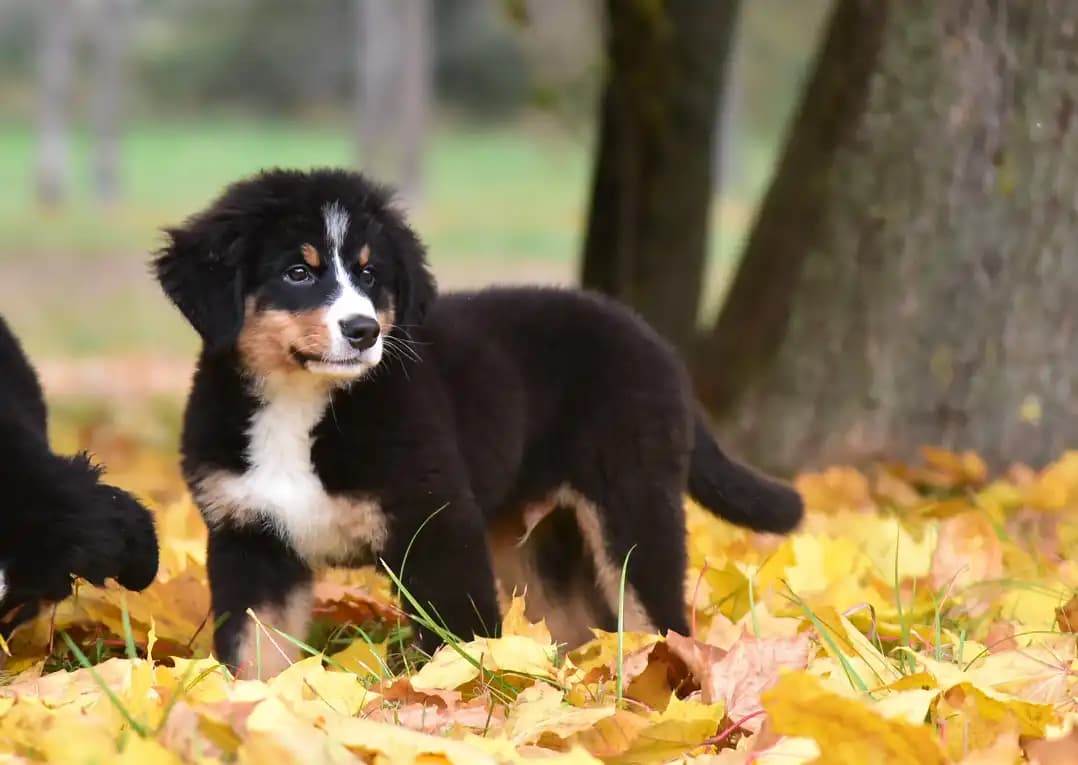 carousel-image-mobile-1