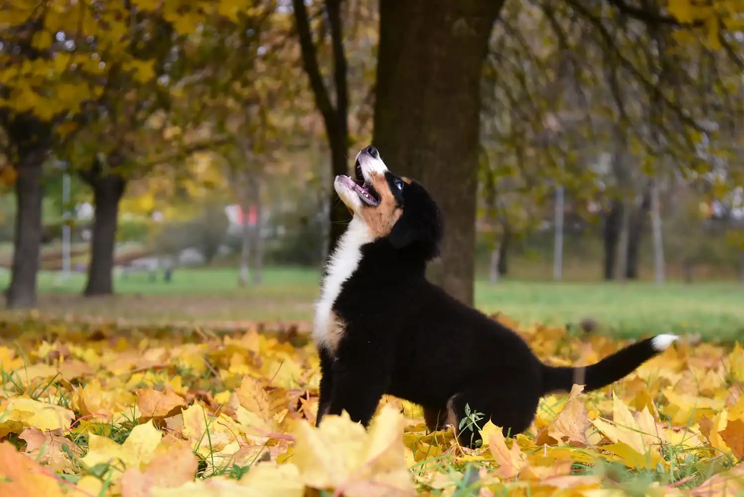 carousel-image-mobile-2